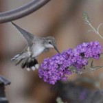 The Hummingbird, Symbol of Strength